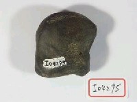 藏品(不明腕骨一塊)的圖片